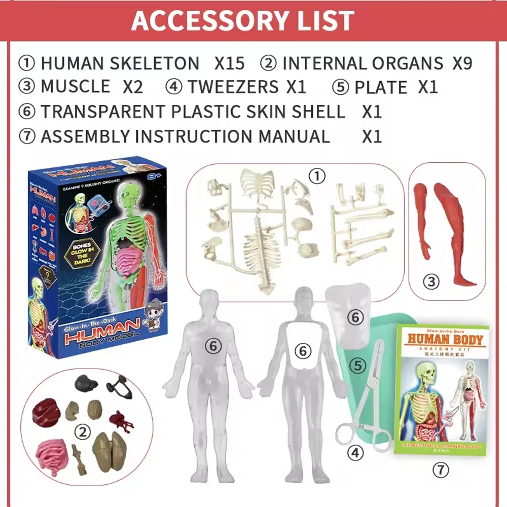 Human Skeleton Organ Anatomy B - đánh giá và giá Kids Education Music